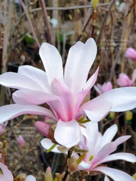 Магнолія Лебнера Леонард Мессел (Magnolia Loebneri Leonard Messel) ФОТО Розплідник рослин Природа (6)