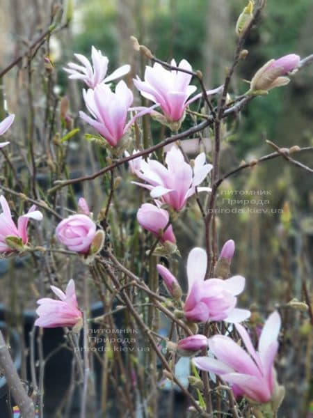 Магнолія Лебнера Леонард Мессел (Magnolia Loebneri Leonard Messel) ФОТО Розплідник рослин Природа (7)