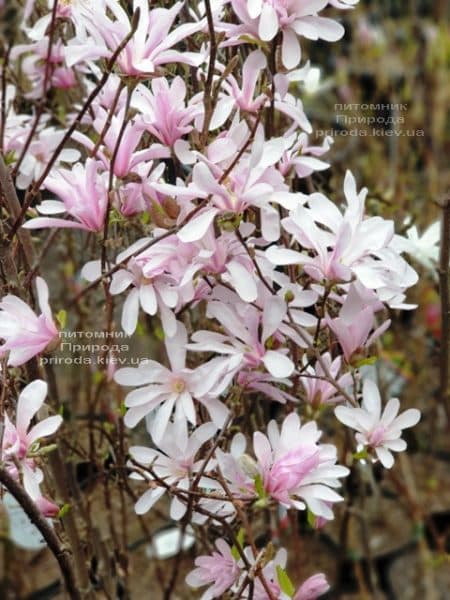 Магнолия Лебнера Леонард Мессел (Magnolia Loebneri Leonard Messel) ФОТО Питомник растений Природа (8)