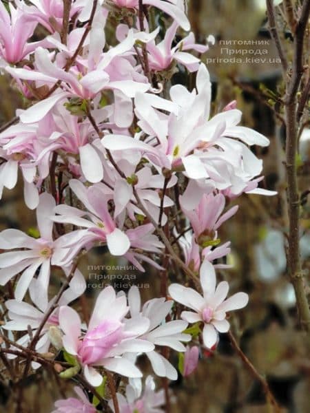 Магнолія Лебнера Леонард Мессел (Magnolia Loebneri Leonard Messel) ФОТО Розплідник рослин Природа (9)