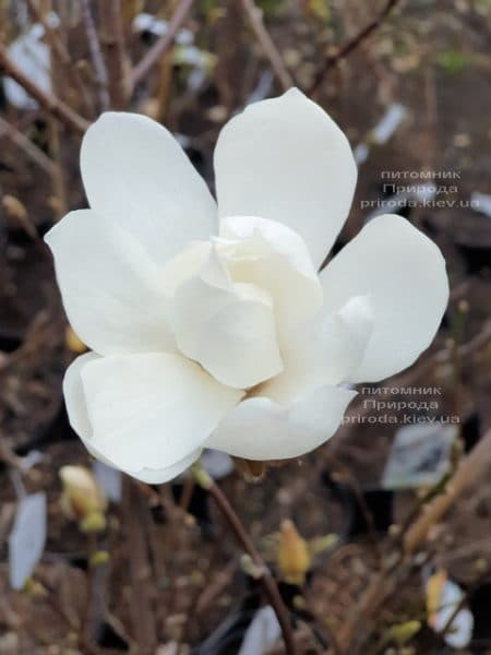 Магнолія Лебнера Меррілл (Magnolia Loebneri Merrill) ФОТО Розплідник рослин Природа (1)