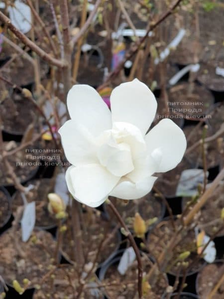 Магнолія Лебнера Меррілл (Magnolia Loebneri Merrill) ФОТО Розплідник рослин Природа (2)
