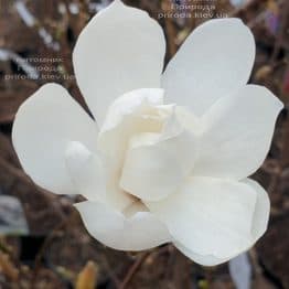 Магнолія Лебнера Меррілл (Magnolia Loebneri Merrill) ФОТО Розплідник рослин Природа (3)