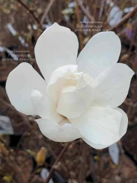 Магнолія Лебнера Меррілл (Magnolia Loebneri Merrill) ФОТО Розплідник рослин Природа (3)