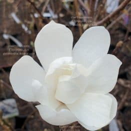 Магнолія Лебнера Меррілл (Magnolia Loebneri Merrill) ФОТО Розплідник рослин Природа (4)