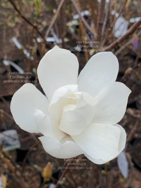 Магнолія Лебнера Меррілл (Magnolia Loebneri Merrill) ФОТО Розплідник рослин Природа (4)