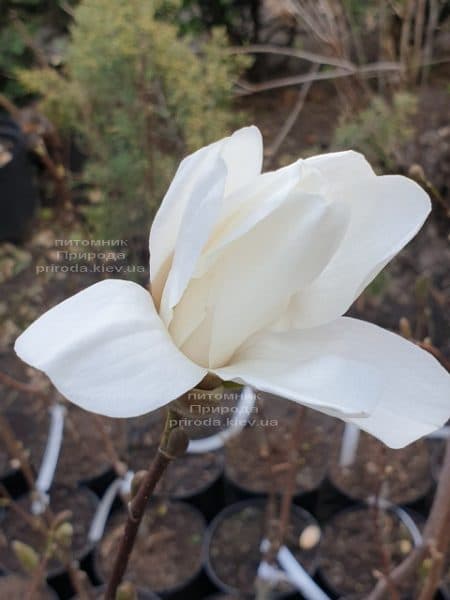 Магнолія Лебнера Меррілл (Magnolia Loebneri Merrill) ФОТО Розплідник рослин Природа (5)
