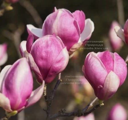 Магнолія Суланжа Ломбарді Роуз (Magnolia Lombardy Rose) ФОТО Розплідник рослин Природа (1)