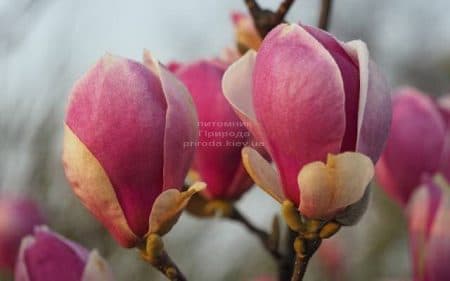 Магнолія Суланжа Ломбарді Роуз (Magnolia Lombardy Rose) ФОТО Розплідник рослин Природа (2)