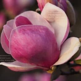 Магнолія Суланжа Ломбарді Роуз (Magnolia Lombardy Rose) ФОТО Розплідник рослин Природа (3)