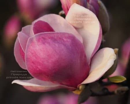 Магнолія Суланжа Ломбарді Роуз (Magnolia Lombardy Rose) ФОТО Розплідник рослин Природа (3)