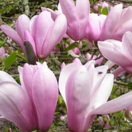 Магнолія Суланжа Пінкі (Magnolia Pinkie) ФОТО (1)