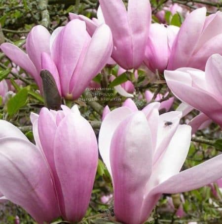 Магнолія Суланжа Пінкі (Magnolia Pinkie) ФОТО (1)