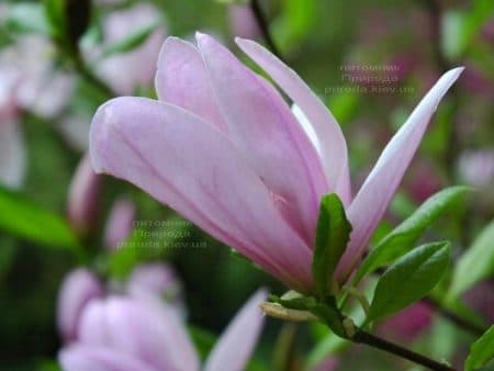 Магнолия Суланжа Пинки (Magnolia Pinkie) ФОТО (3)