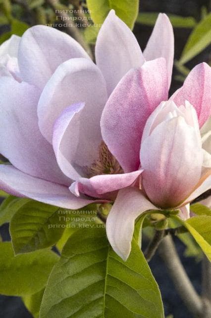 Магнолия Роуз Мария (Magnolia Rose Marie) ФОТО Питомник растений Природа (5)