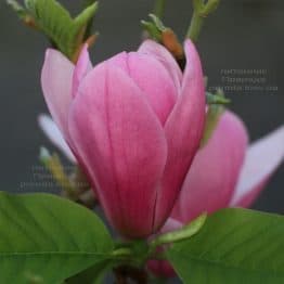 Магнолия Роуз Мария (Magnolia Rose Marie) ФОТО Питомник растений Природа (6)