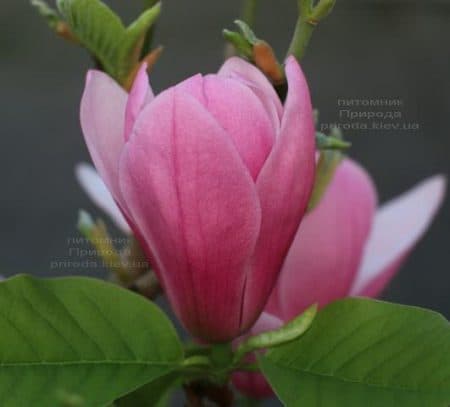 Магнолія Роуз Марія (Magnolia Rose Marie) ФОТО Розплідник рослин Природа (6)