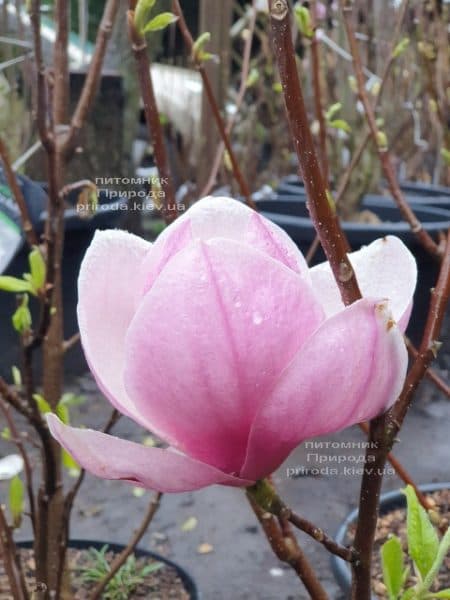 Магнолия Суланжа Рустика Рубра (Magnolia soulangeana Rustica Rubra) ФОТО Питомник растений Природа (1)