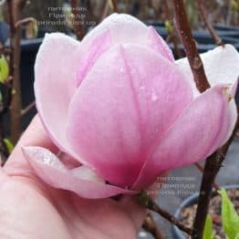 Магнолія Суланжа Рустика Рубра (Magnolia soulangeana Rustica Rubra) ФОТО Розплідник рослин Природа (2)