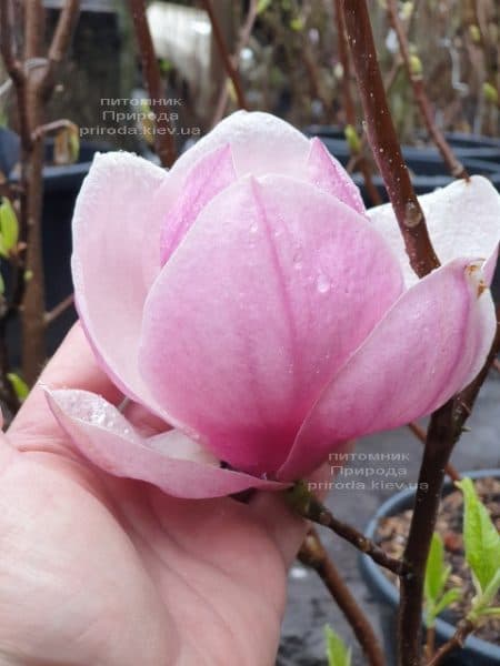 Магнолія Суланжа Рустика Рубра (Magnolia soulangeana Rustica Rubra) ФОТО Розплідник рослин Природа (2)