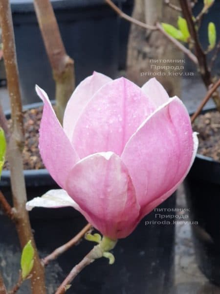Магнолія Суланжа Рустика Рубра (Magnolia soulangeana Rustica Rubra) ФОТО Розплідник рослин Природа (3)