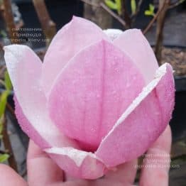 Магнолія Суланжа Рустика Рубра (Magnolia soulangeana Rustica Rubra) ФОТО Розплідник рослин Природа (4)