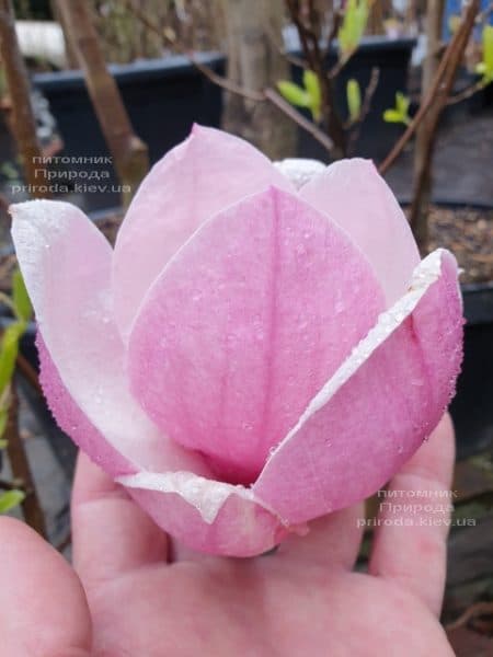 Магнолія Суланжа Рустика Рубра (Magnolia soulangeana Rustica Rubra) ФОТО Розплідник рослин Природа (4)