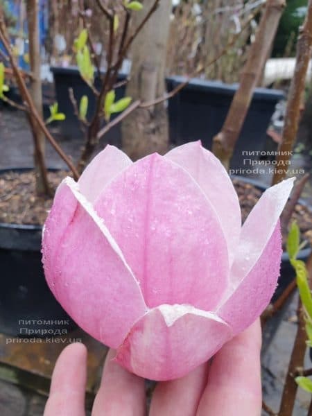 Магнолія Суланжа Рустика Рубра (Magnolia soulangeana Rustica Rubra) ФОТО Розплідник рослин Природа (5)