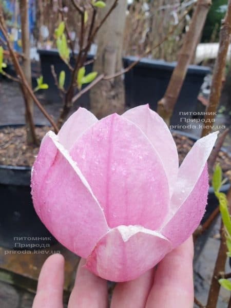 Магнолия Суланжа Рустика Рубра (Magnolia soulangeana Rustica Rubra) ФОТО Питомник растений Природа (5)