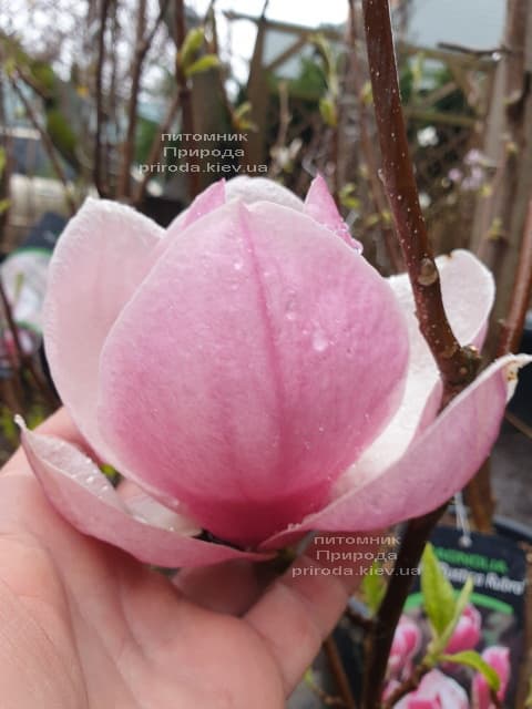 Магнолия Суланжа Рустика Рубра (Magnolia soulangeana Rustica Rubra) ФОТО Питомник растений Природа (6)