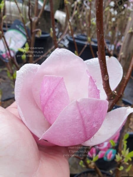 Магнолія Суланжа Рустика Рубра (Magnolia soulangeana Rustica Rubra) ФОТО Розплідник рослин Природа (7)