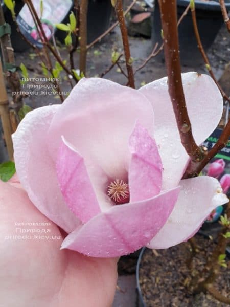 Магнолія Суланжа Рустика Рубра (Magnolia soulangeana Rustica Rubra) ФОТО Розплідник рослин Природа (8)