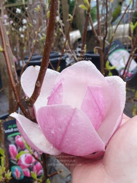 Магнолия Суланжа Рустика Рубра (Magnolia soulangeana Rustica Rubra) ФОТО Питомник растений Природа (9)