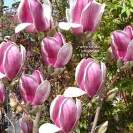 Магнолія Суланжа Сатісфекшн (Magnolia Satisfaction) ФОТО (1)