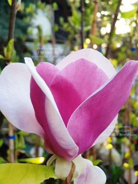 Магнолия Суланжа Камея (Magnolia soulangeana Cameo) ФОТО Питомник растений Природа (5)