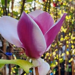 Магнолия Суланжа Камея (Magnolia soulangeana Cameo) ФОТО Питомник растений Природа (6)