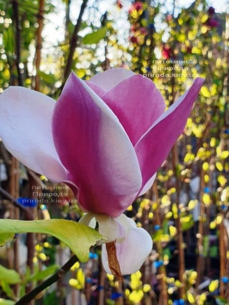 Магнолия Суланжа Камея (Magnolia soulangeana Cameo) ФОТО Питомник растений Природа (6)
