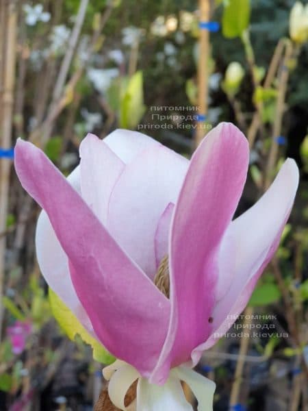 Магнолія Суланжа Камея (Magnolia soulangeana Cameo) ФОТО Розплідник рослин Природа (7)