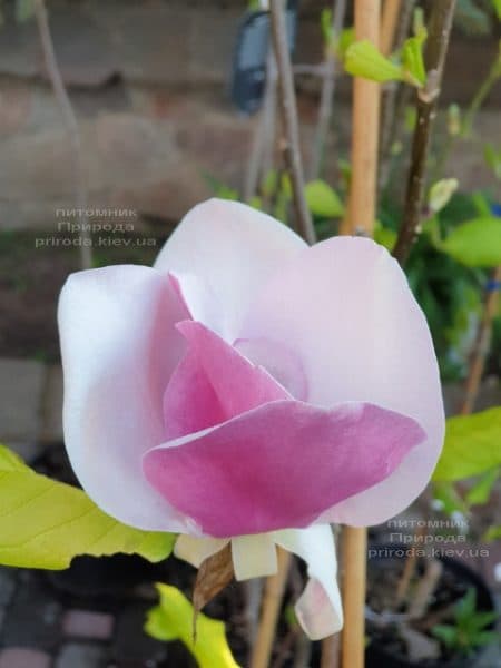 Магнолія Суланжа Камея (Magnolia soulangeana Cameo) ФОТО Розплідник рослин Природа (8)