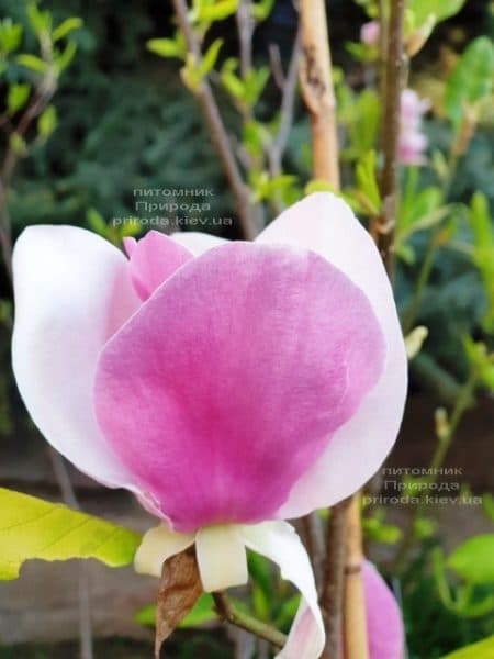 Магнолия Суланжа Камея (Magnolia soulangeana Cameo) ФОТО Питомник растений Природа (9)