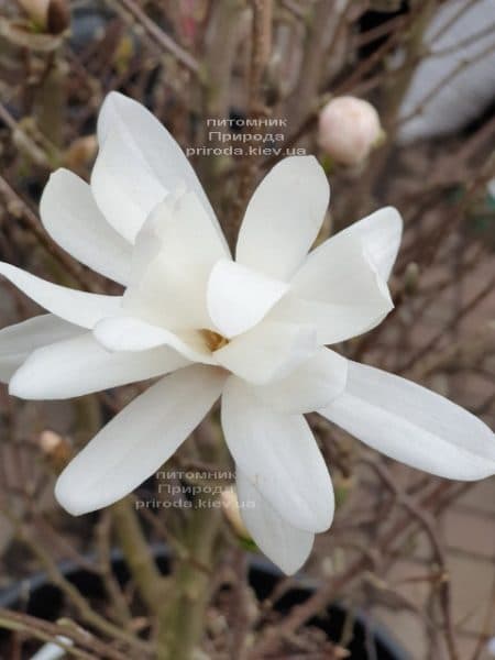 Магнолія зірковата (Magnolia stellata) ФОТО Розплідник рослин Природа (1)