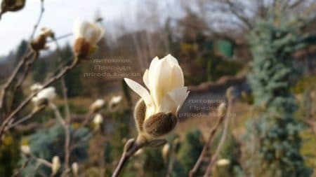 Магнолия звёздчатая (Magnolia stellata) ФОТО Питомник растений Природа (10)