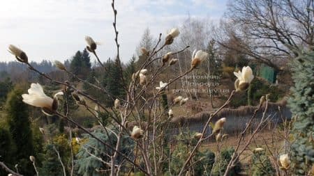 Магнолія зірчаста (Magnolia stellata) ФОТО Розплідник рослин Природа (11)