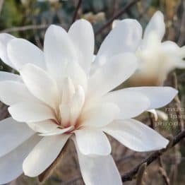 Магнолия звёздчатая (Magnolia stellata) ФОТО Питомник растений Природа (12)