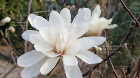 Магнолія зірчаста (Magnolia stellata) ФОТО Розплідник рослин Природа (12)