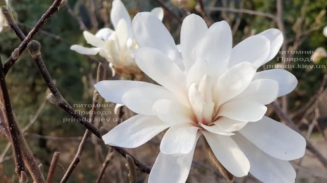 Магнолия звёздчатая (Magnolia stellata) ФОТО Питомник растений Природа (13)