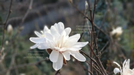 Магнолія зірчаста (Magnolia stellata) ФОТО Розплідник рослин Природа (14)