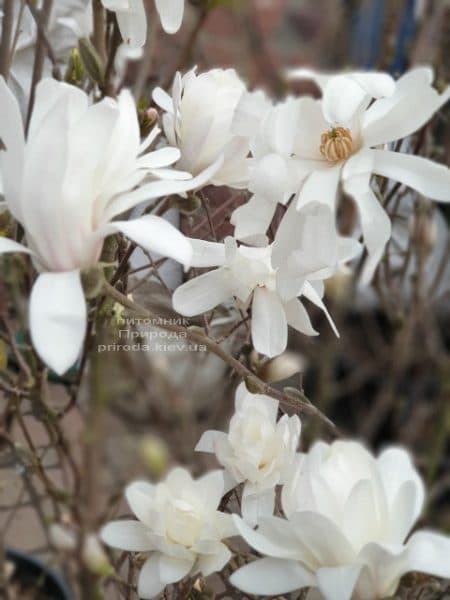 Магнолія зірчаста (Magnolia stellata) ФОТО Розплідник рослин Природа (2)