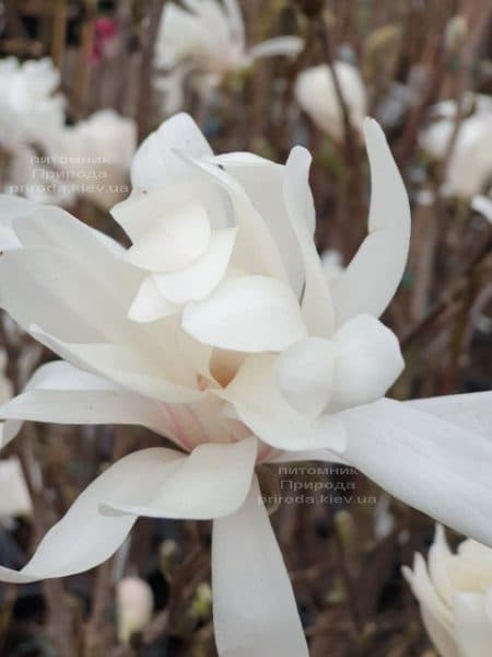 Магнолія зірчаста (Magnolia stellata) ФОТО Розплідник рослин Природа (3)