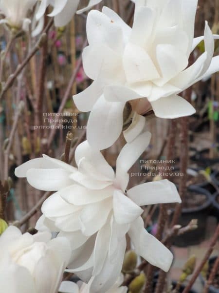 Магнолия звёздчатая (Magnolia stellata) ФОТО Питомник растений Природа (4)